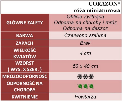 Corazon róże miniaturowe gł. zal